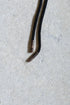 【ETHOSENS】"Wooden bolo tie"